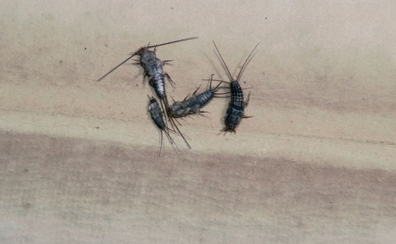 Entomolog o tajemnicach życia rybików