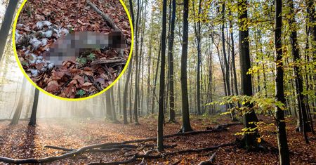 "Ostatnie sekundy życia". Leśnicy pokazali, jak okrutna bywa natura