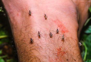 Gdańscy naukowcy walczą z wirusem Zika. Przyznano ważny patent