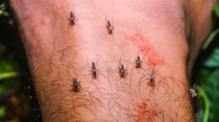 Gdańscy naukowcy walczą z wirusem Zika. Przyznano ważny patent