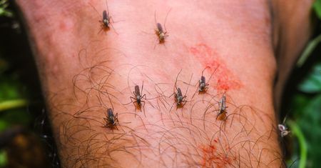 Gdańscy naukowcy walczą z wirusem Zika. Przyznano ważny patent