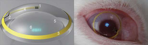 Urządzenie działające na oku królika (Fot. NewScientist.com)