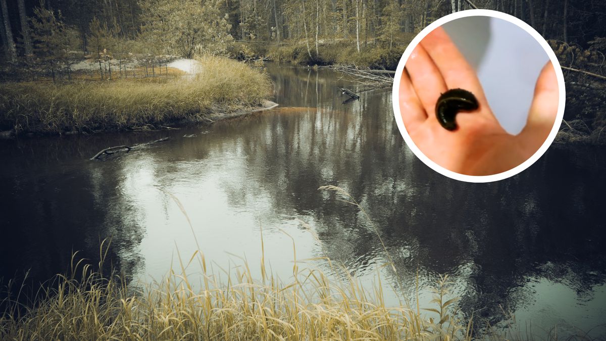 Ostrzegał przed kleszczami. W bucie znalazł coś gorszego