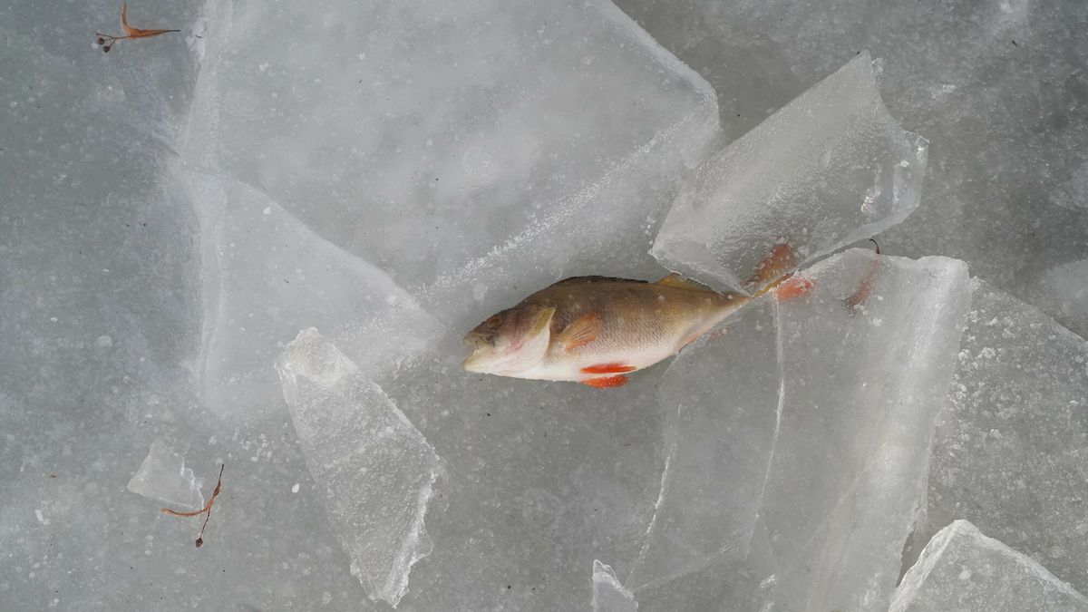 Przyducha zabija ryby w Polsce 