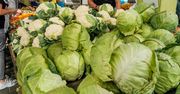 Kiedy polska kapusta trafi na rynek? Producenci wskazują termin