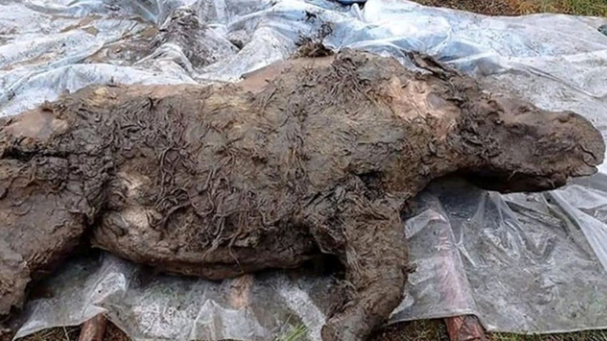 Niezwykłe znalezisko w Syberii.