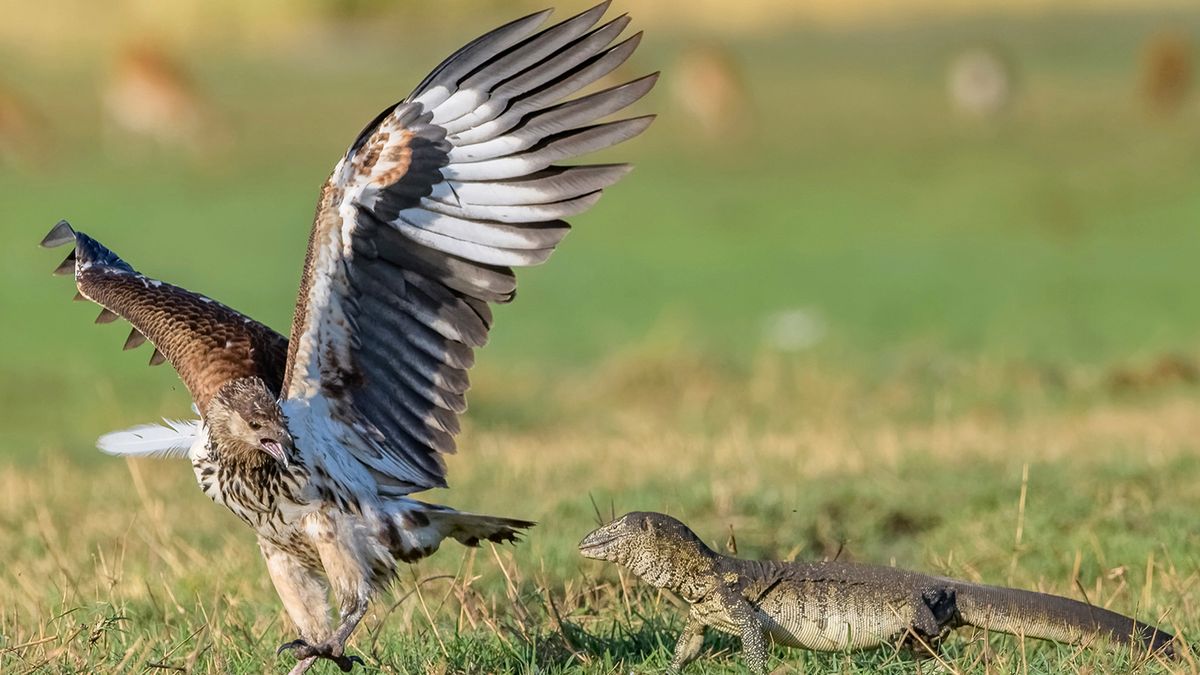 Przerażony bielik uciekł przez jaszczurką. Wygląda przekomicznie 1