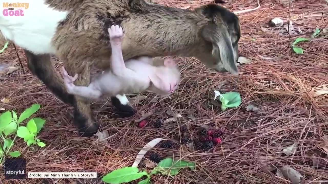Niezwykła przyjaźń. Mała małpka jeździ na kozie.
