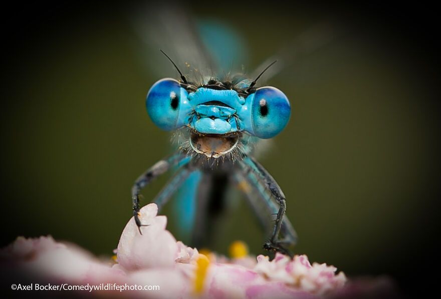 Axel Bocker/Comedy Wildlife Photography Awards