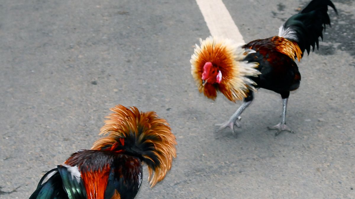 Samsung i LG na wojennej ścieżce 1