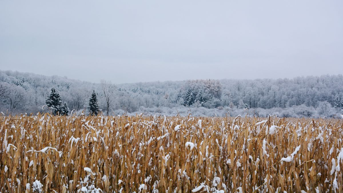Słowacki rząd przedłużył do odwołania zakaz importu ukraińskich produktów rolnych