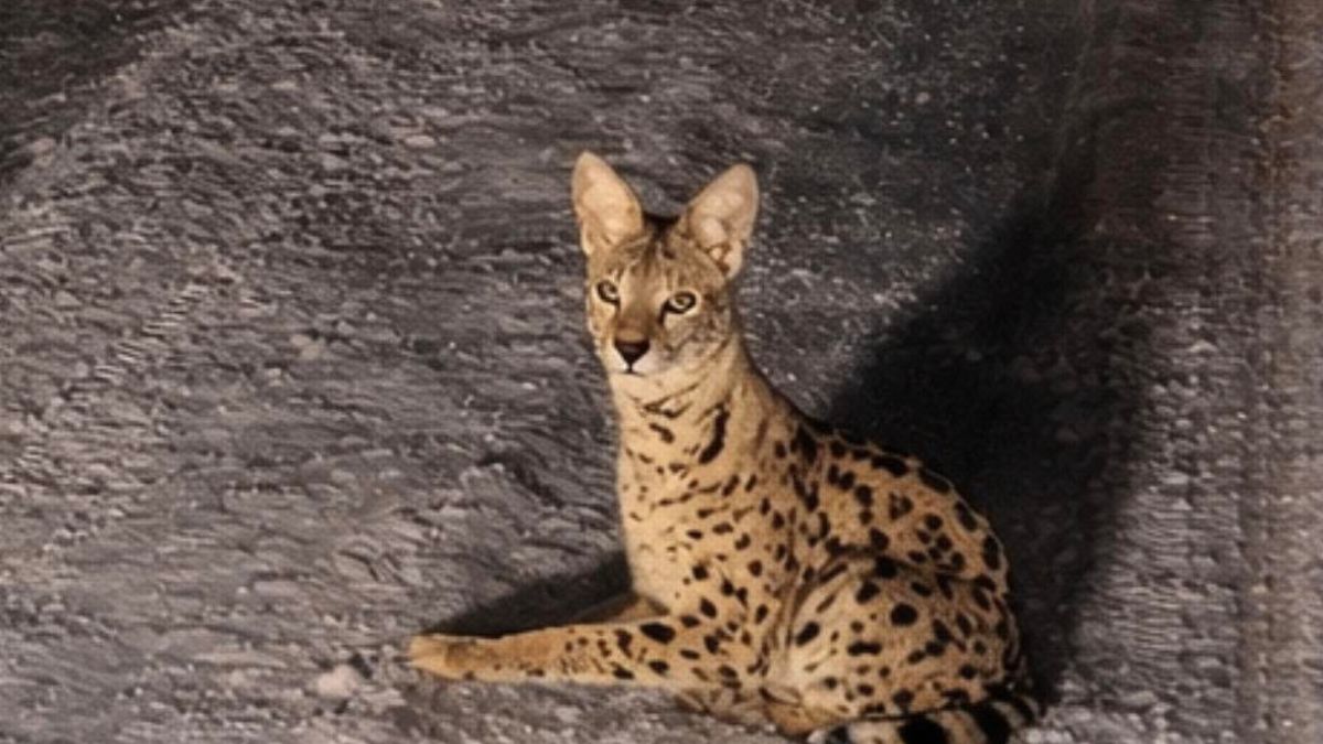 Serwal sawannowy uciekł po nieudanym odłowieniu.