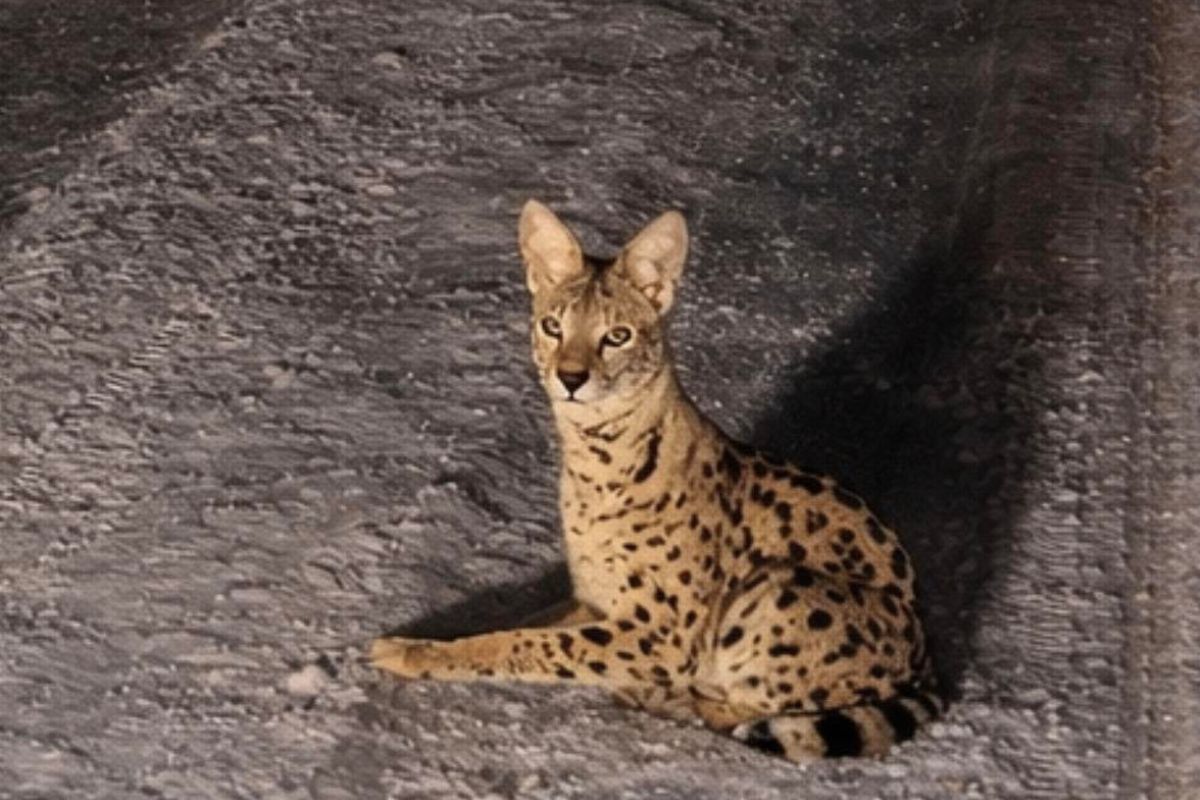 Myśleli, że to ryś. Pomylili się. Pod Warszawą błąka się dziki kot