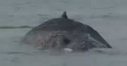 Niemcy nie dają rady. Wieloryb utknął na Bałtyku