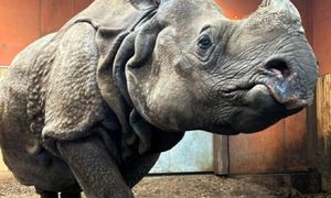 Oto seniorzy warszawskiego zoo. "Skradli niejedno serce"