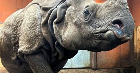 Oto seniorzy warszawskiego zoo. "Skradli niejedno serce"