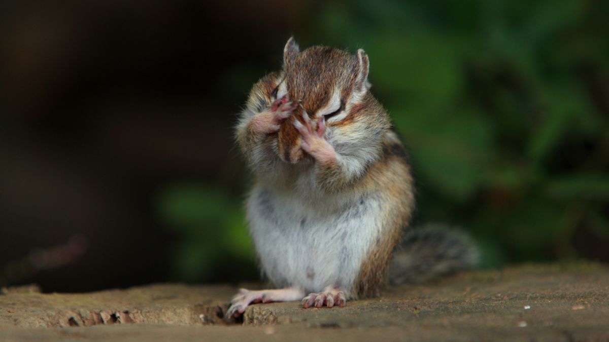 Wśród wiewiórek wykryto pałeczki dżumy.