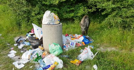 Dziki problem w polskich miastach. "Był naprawdę blisko... zamarłam"