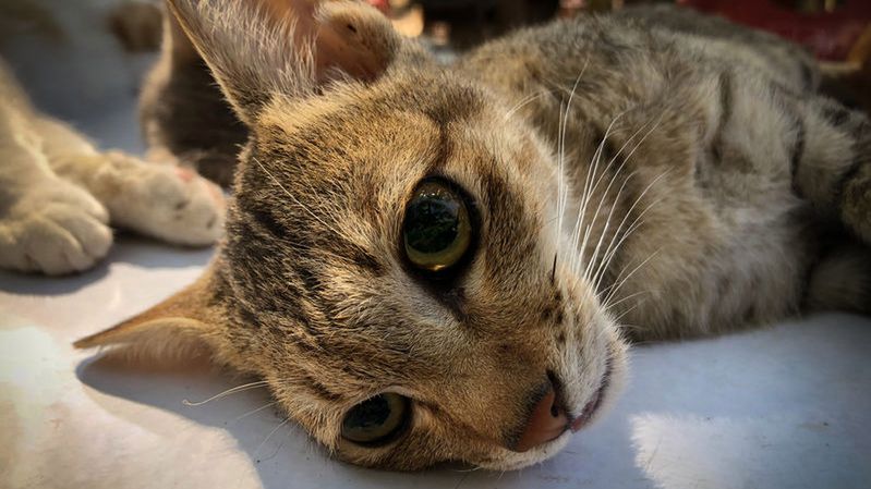 Sterylizacja kotki zapobiegnie bolesnym rujom