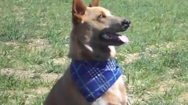 Pies, który ma wyjątkowy powód do merdania ogonem [wideo] 1