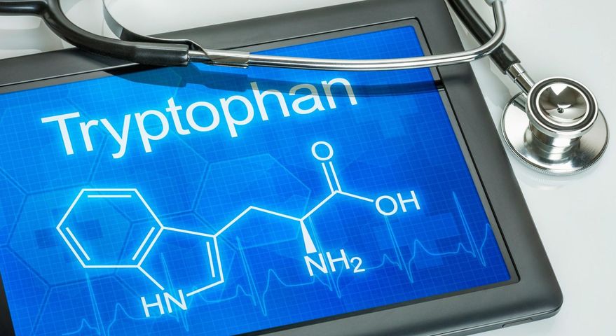Tryptofan bierze udział w syntezie białek