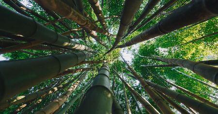 Amazonia umiera? "Zielone płuca Ziemi" uwalniają już więcej CO2 niż pochłaniają