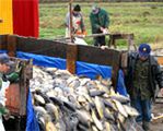 Będzie fundusz promocji polskiej ryby?