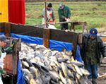 Będzie fundusz promocji polskiej ryby?