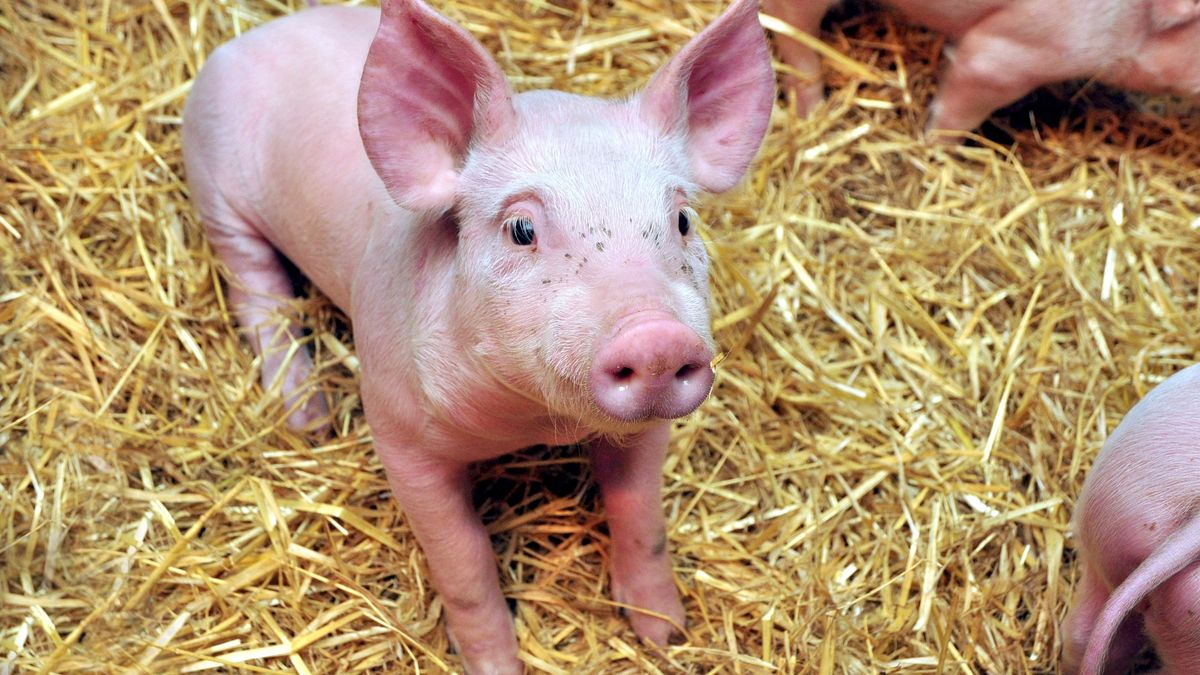 prosiak, BINARY<(6) bytes>, BINARY<(6) bytes>, hodowla, BINARY<(7) bytes>, zagroda, BINARY<(10) bytes>, rolnictwo, grupa, samotny, nieczysty, kinol, BINARY<(11) bytes>, wiejski, wieprzowina, jedzenie, BINARY<(16) bytes>, pasza, uszy, różowy, BINARY<(8) bytes>