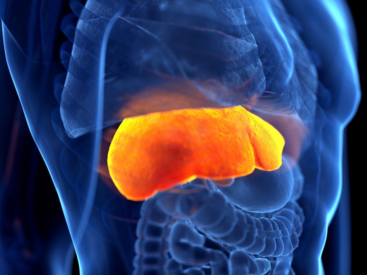 Boosting liver health. Essential roles of amino acids, choline, and vitamin C