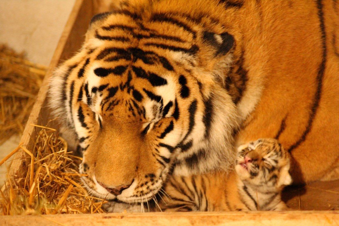 W ZOO Płock można podglądać jak rosną małe tygryski syberyjskie!