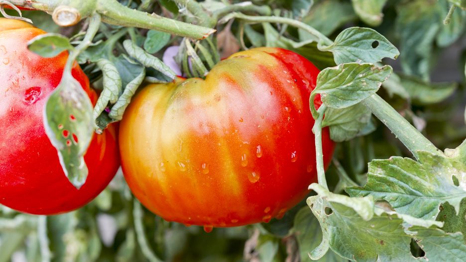 Katastrofalne skutki przymrozków