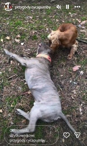 Fot. Instagram/przygody.cycapumby