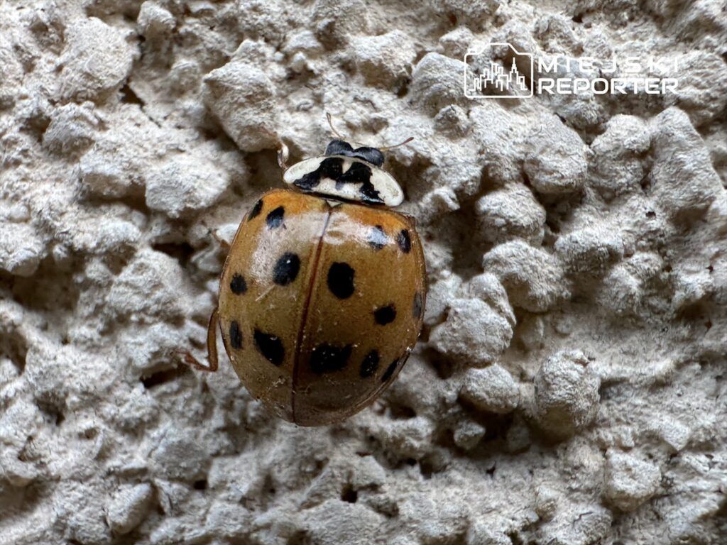 Warszawa: Tysiące biedronek azjatyckich na elewacjach budynków