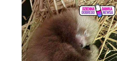 Ofelia i Otello zostali rodzicami. W Łodzi przyszła na świat panda mała