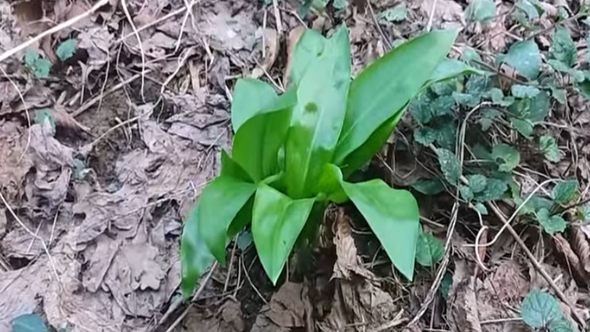 Czosnek niedźwiedzi