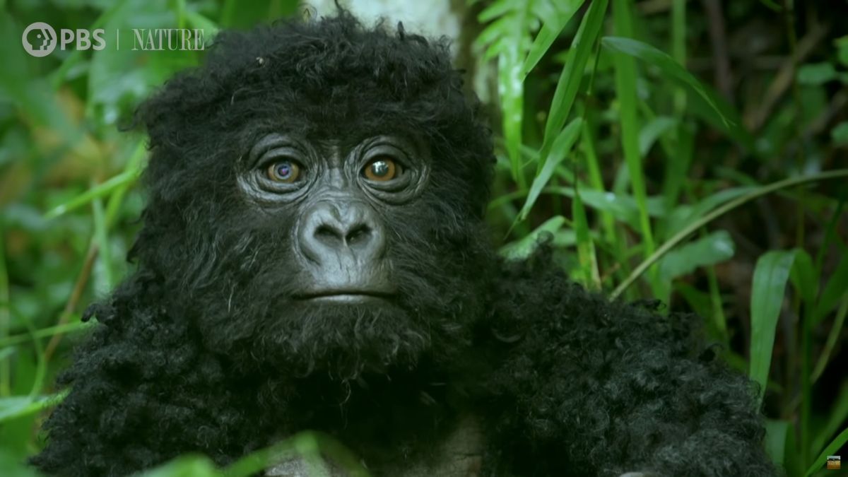 To nie są prawdziwe małpy! Zobacz, jak PBS ukryło kamery 1