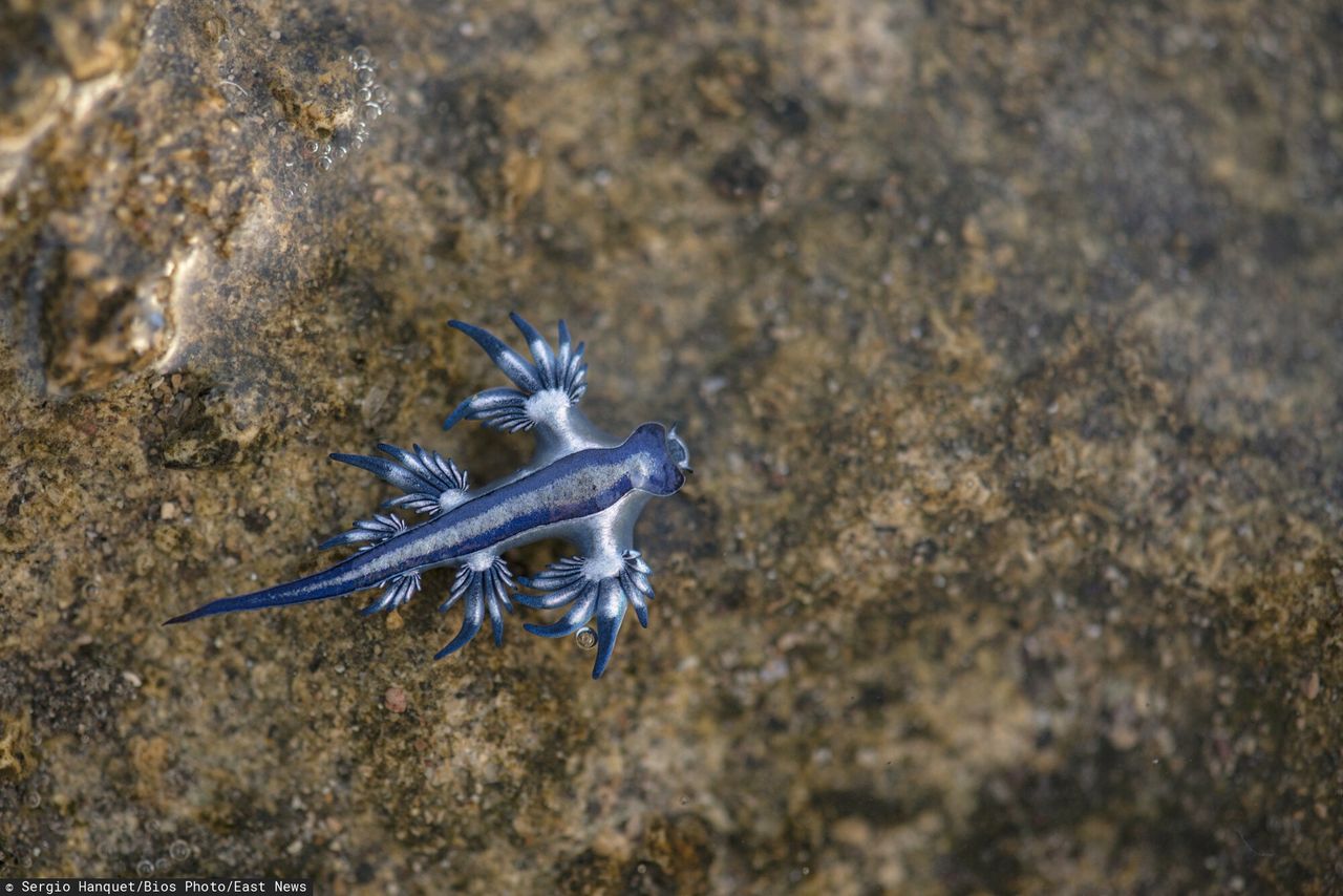 "Niebieski smok" Glaucus atlanticus