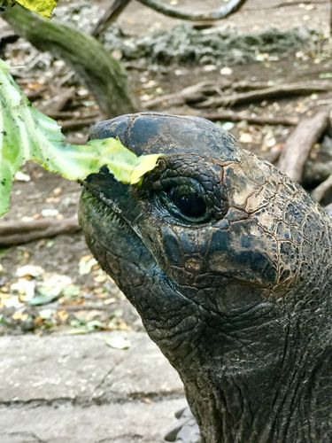 Spotkanie z żółwiami na Zanzibarze