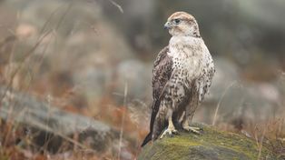Pisklęta sokoła wykluły się na kominie Elektrowni Dolna Odra [ZDJĘCIA]