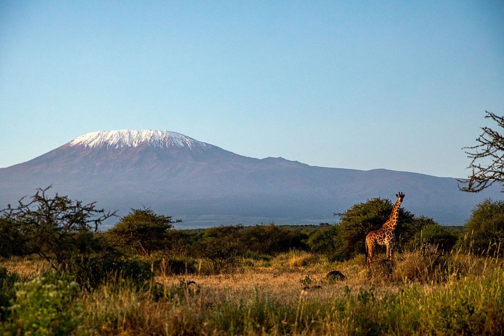 Wild Life In Kenya
A giraffe stands on the savannah with snowy Mount Kilimanjaro in the background in Amboseli National Park, Kenya. (Photo by Mushfiqul Alam/NurPhoto via Getty Images)
NurPhoto
snowy, photo, wild life, pictorial, scenery, mushfiqul alam, background, earth, iconic, natural beauty., landscape, habitat, s h m mushfiqul alam, wildlife, wild, conservation, nurphoto, travel photo, african, shm mushfiqul alam, mount kilimanjaro
