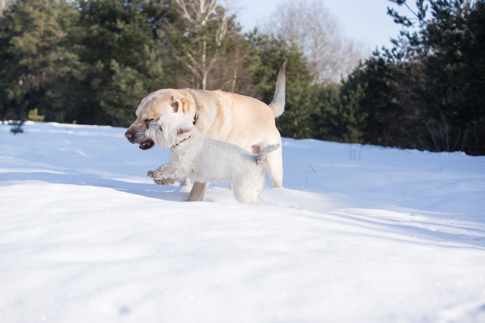pies, psy, labrador, west terrier, west, terrier, mróz, zima, spacer, zabawa, podgryzanie, gryzienie