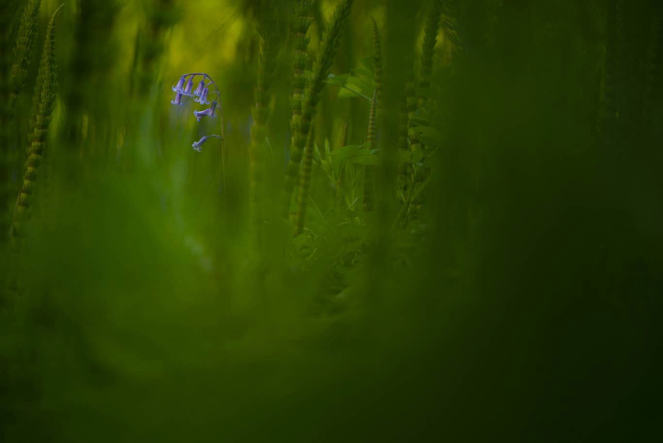 British Wildlife Photography Awards 2019: zdumiewające zdjęcia przyrody 8
