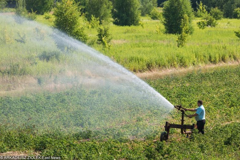 Wysokość szkód wywołanych przez susze jest wciąż szacowana