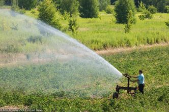 Susza i afrykański pomór świń. Polska poprosi Unię o pomoc
