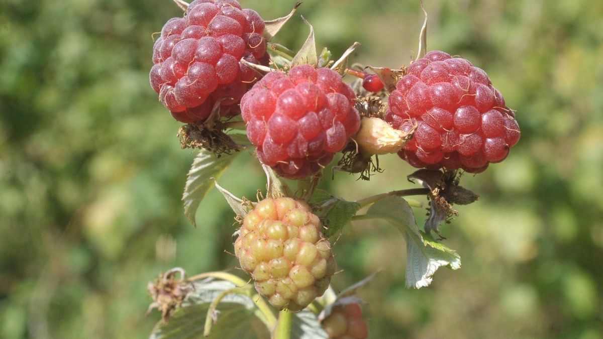 Związek Sadowników RP namawia plantatorów, by od poniedziałku nie zbierali malin