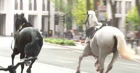 Spłoszone konie, które biegały po Londynie przeszły operacje. Są w poważnym stanie
