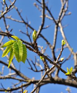 Pierwszy dzień wiosny i dzień wagarowicza 2025. Kiedy dokładnie wypadają?