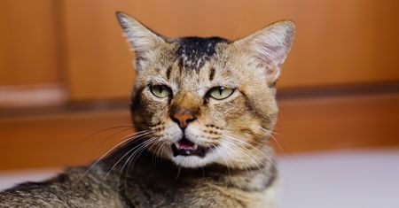 Twój kot nie miauczy przypadkowo. Badacze sprawdzili, kiedy robi to najczęściej