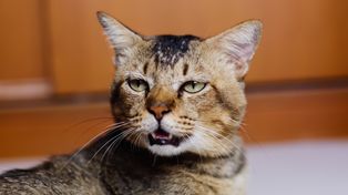 Twój kot nie miauczy przypadkowo. Badacze sprawdzili, kiedy robi to najczęściej
